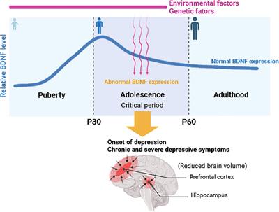 Depression in Adolescence and Brain-Derived Neurotrophic Factor